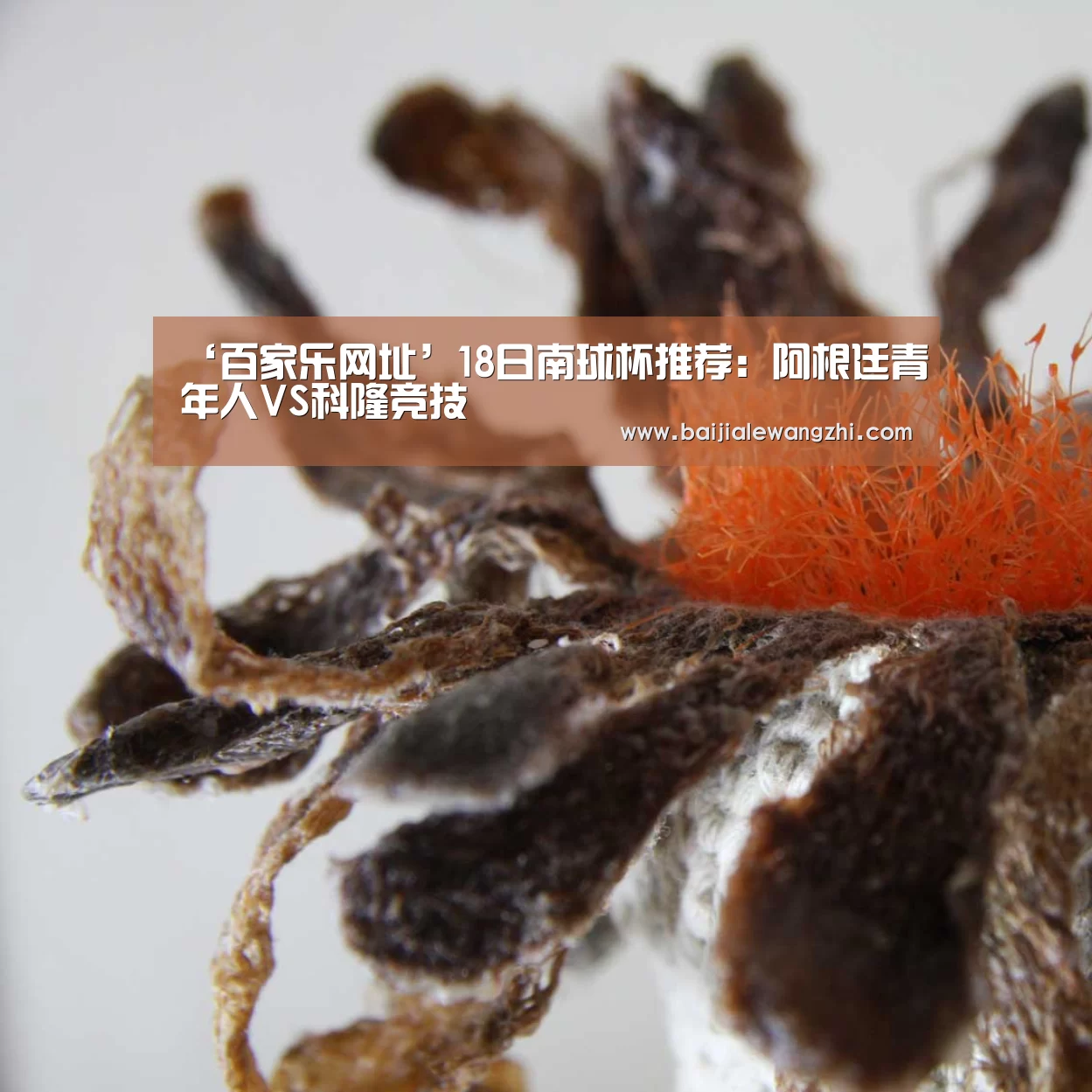 百家乐网址直播